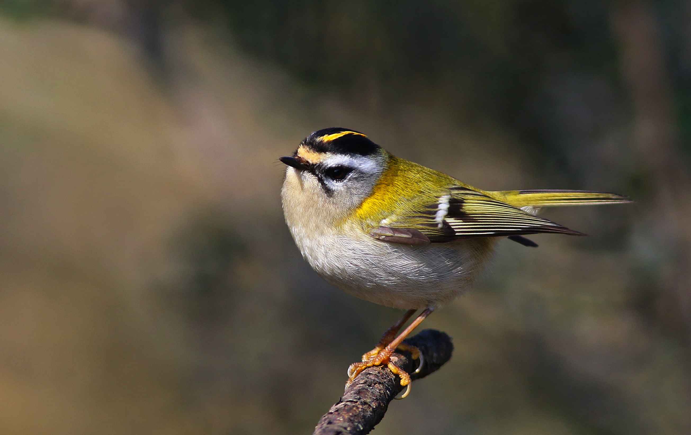 Common Firecrest